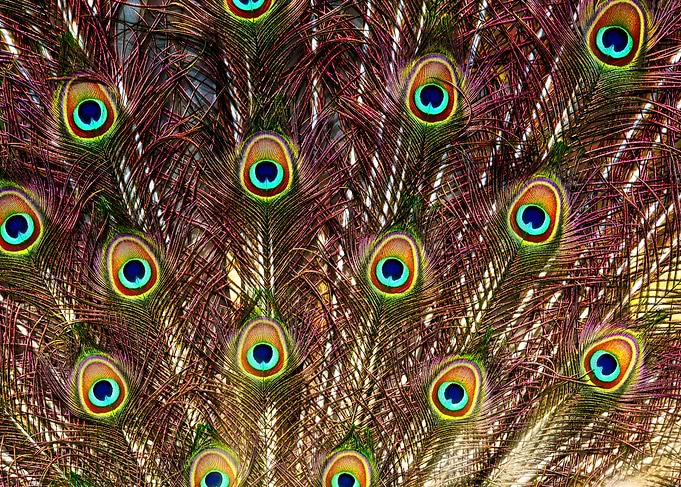 Beautiful peacock portrait