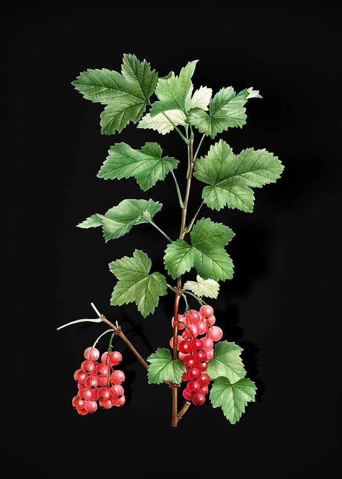 Vintage Redcurrant Plant