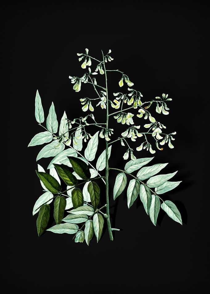 Japanese Pagoda Tree
