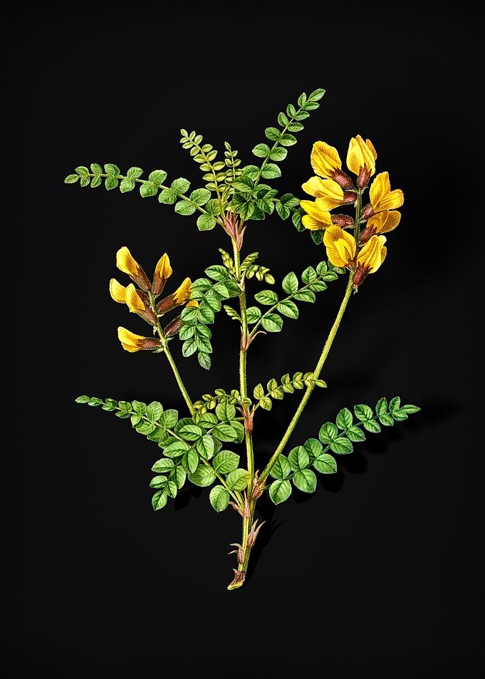 Calophaca Wolgarica