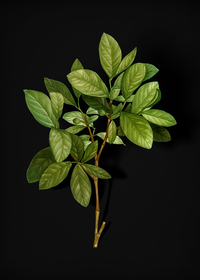 Eastern Leatherwood
