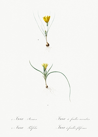 1 Ixia Recurva 2 Ixia Fili
