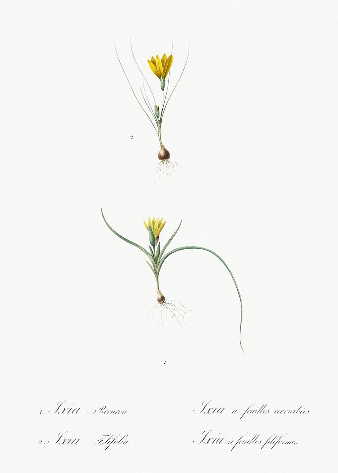 1 Ixia Recurva 2 Ixia Fili