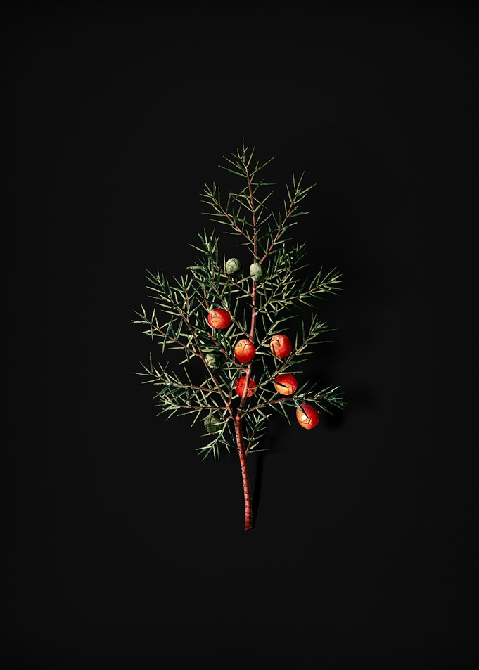 Vintage Common Juniper
