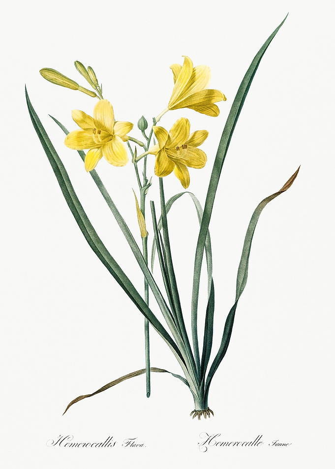 Daylily Illustration From