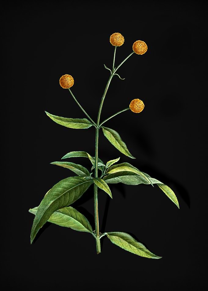 Vintage Orange Ball Tree