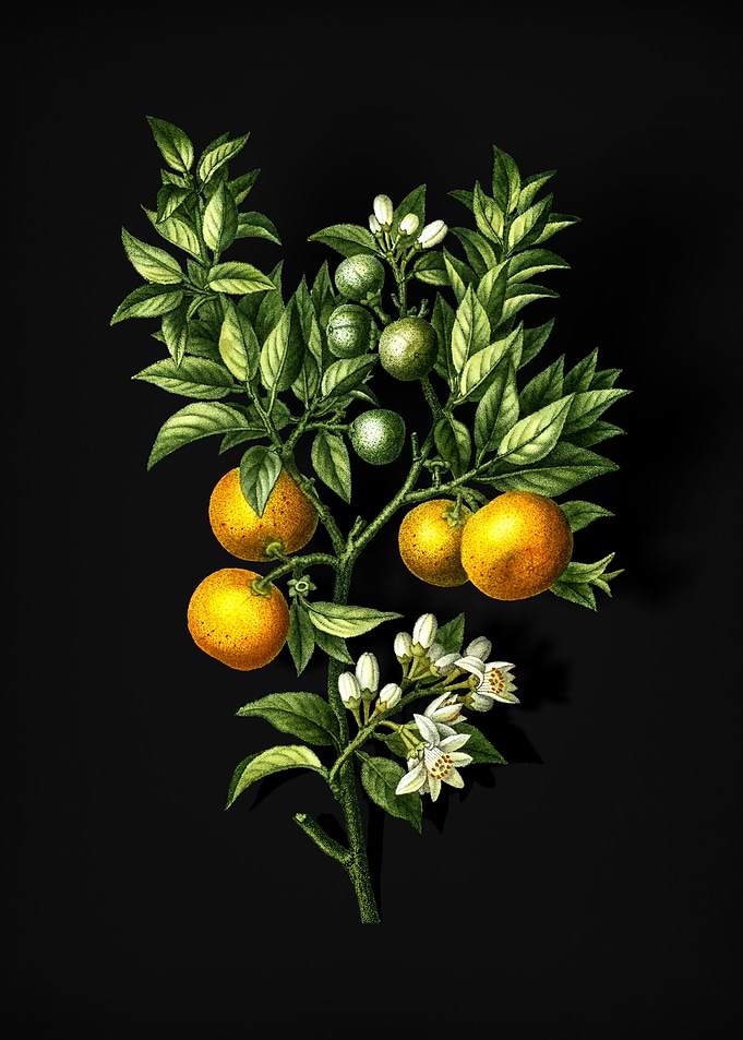 Vintage Bitter Orange