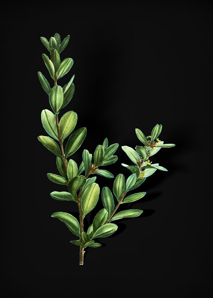 Buxus Colchica Bush