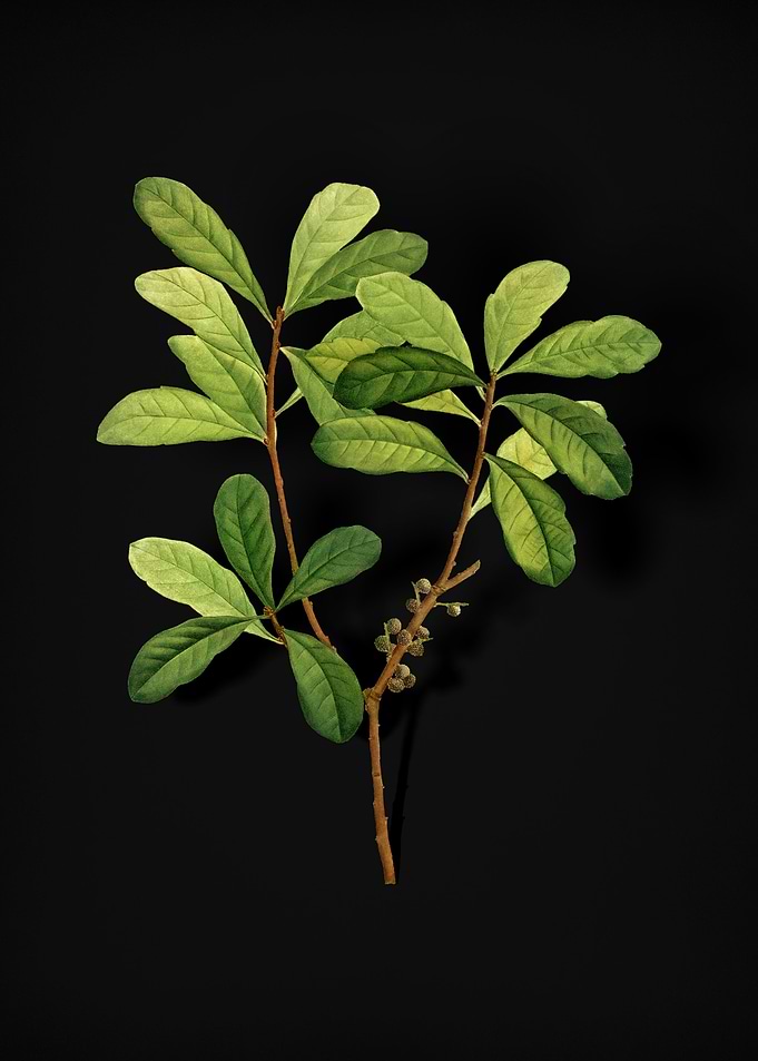 Vintage Northern Bayberry