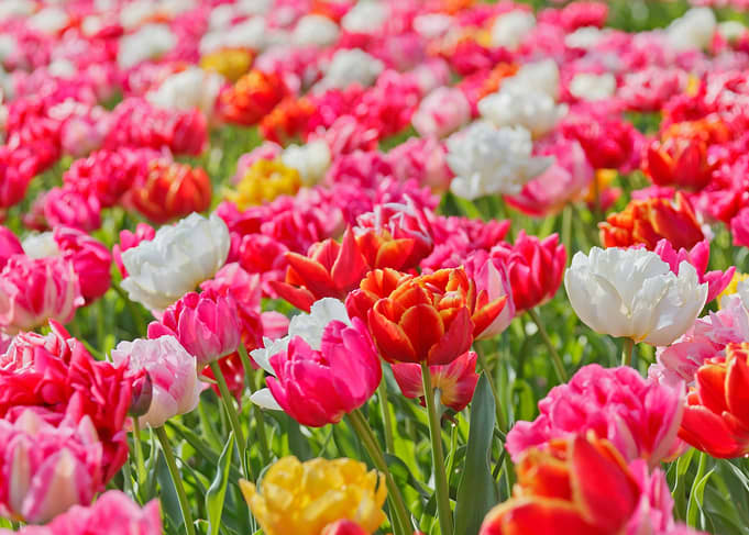 Pink White Orange Tulips