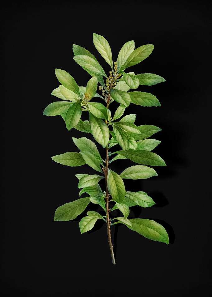 Firetree Branch Plant