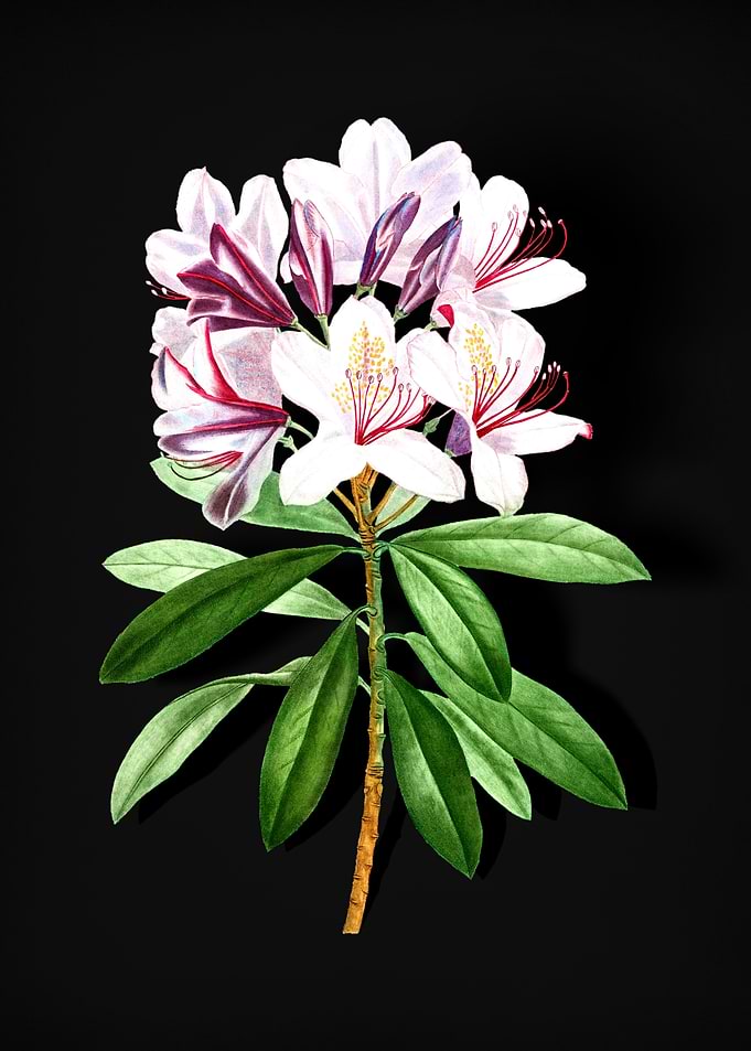 Common Rhododendron