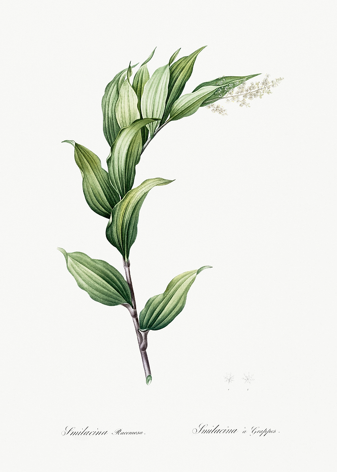 Treacleberry Illustration