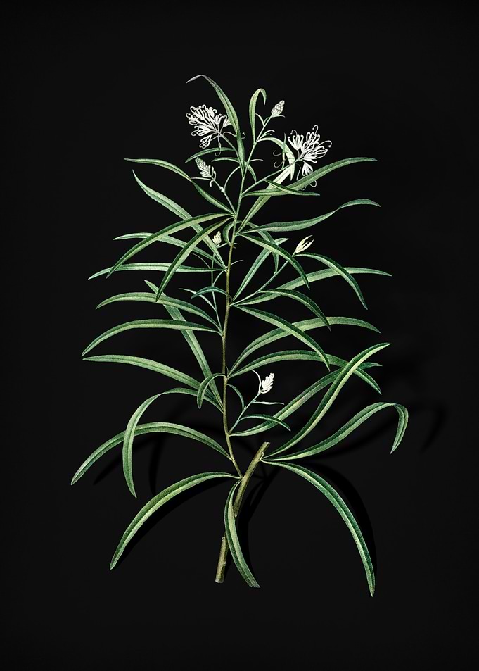 Narrow Leaved Spider Flowe