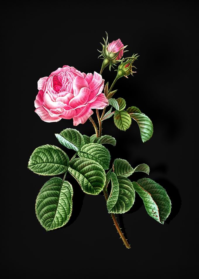 Vintage Provence Rose