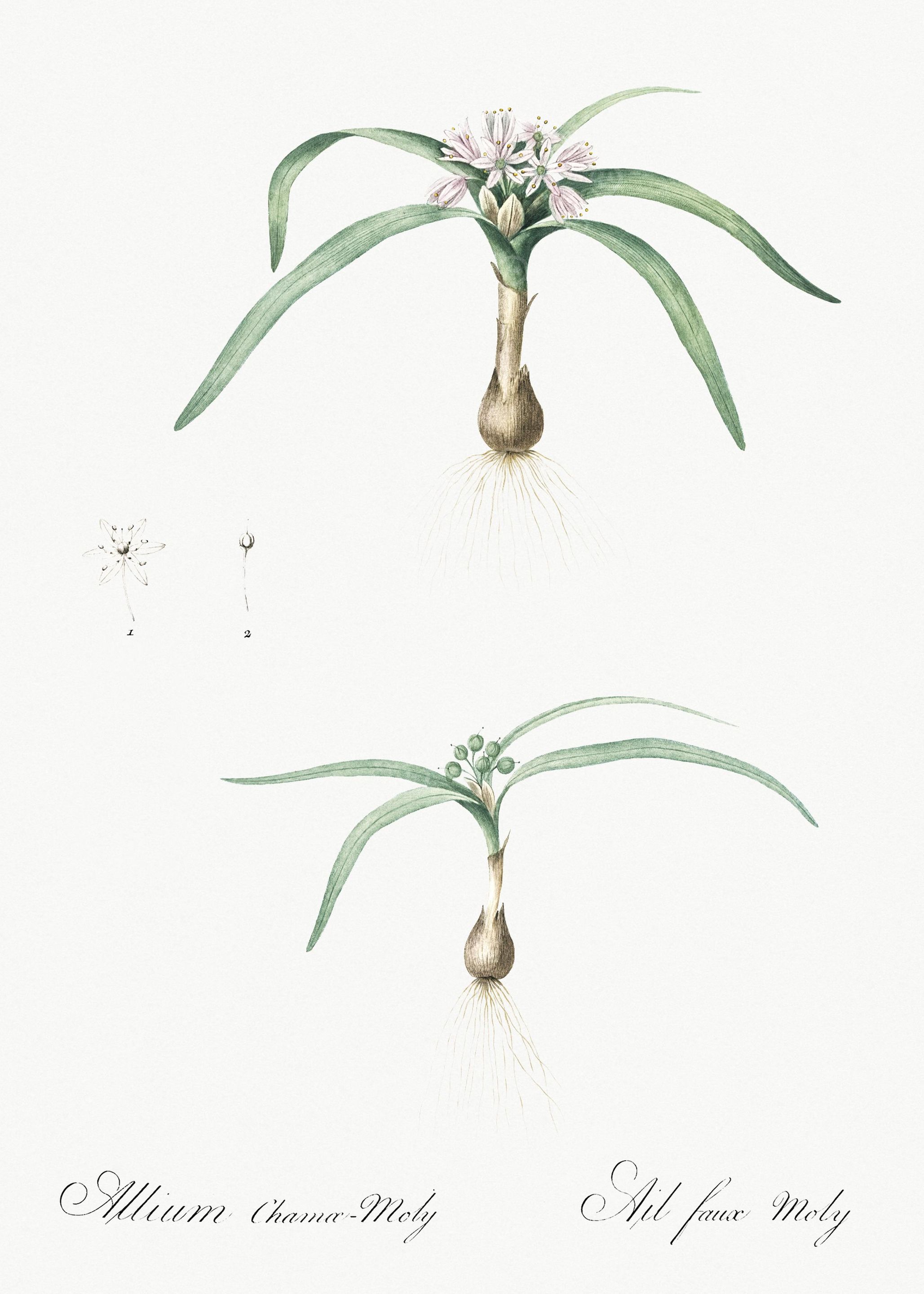 Dwarf Garlic Illustration
