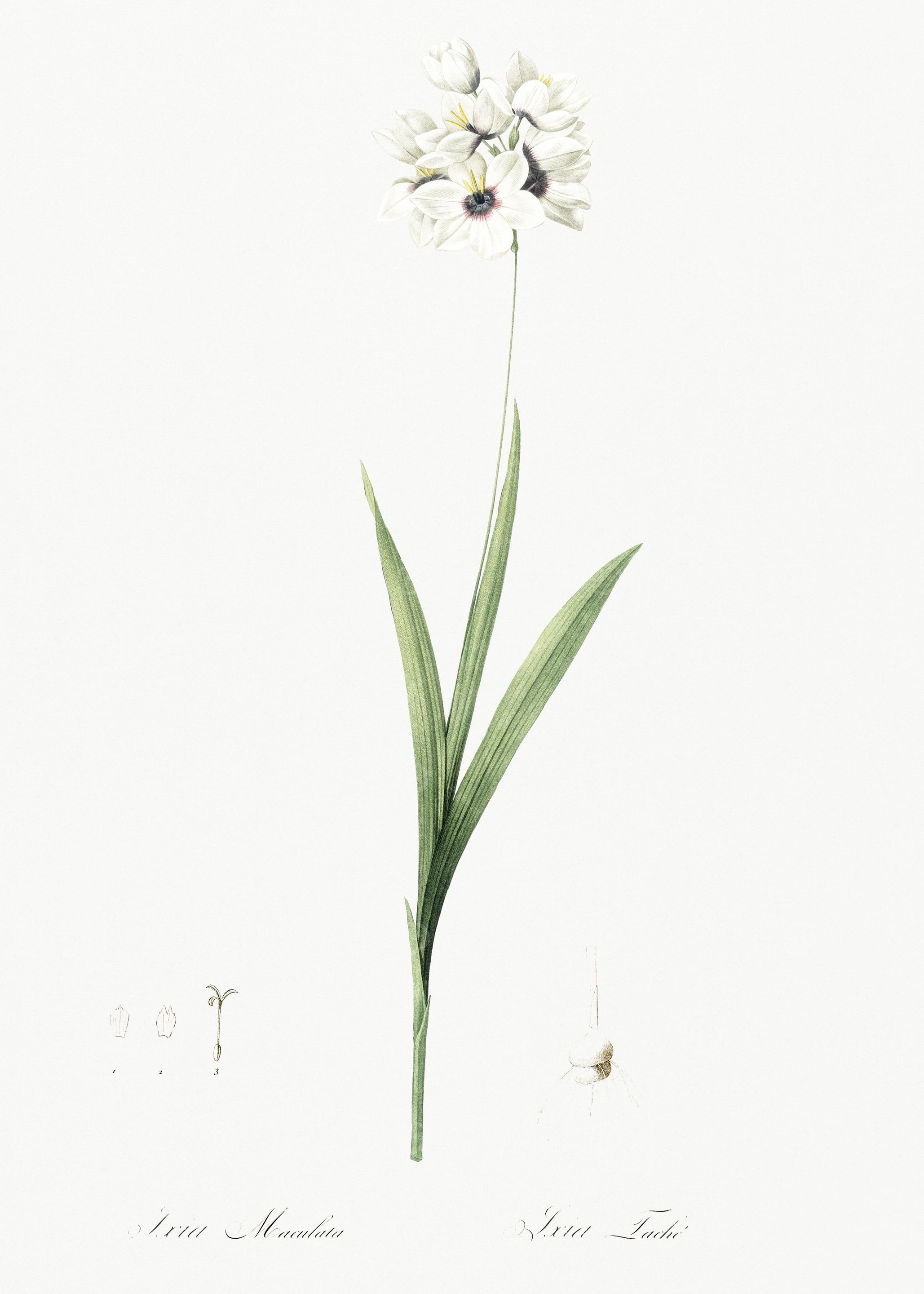 Ixia Maculata Illustration