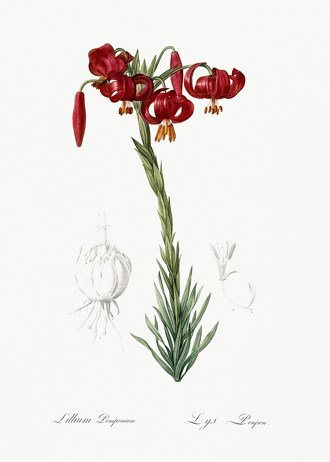 Lily Illustration From Les