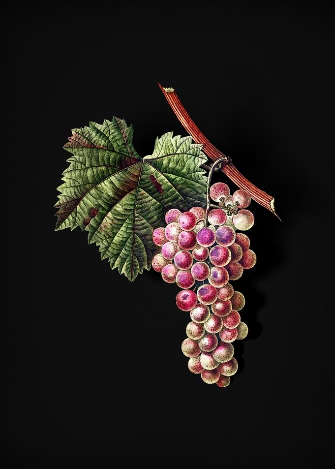 Vintage Grape Vine