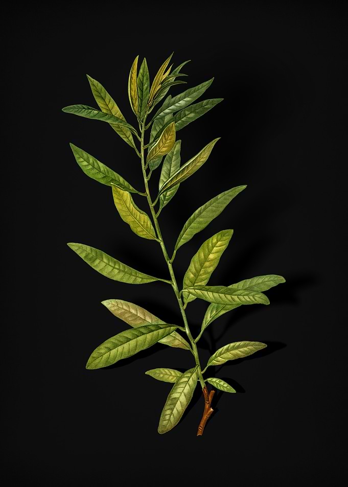 Vintage Rhodora