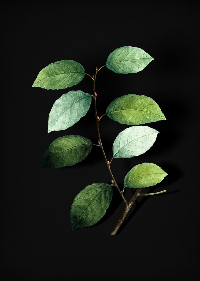 Vintage Eared Willow
