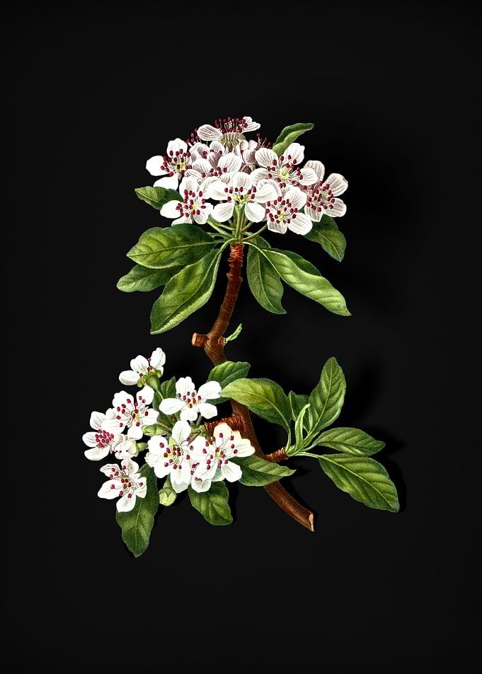 Almond Leaved Pear