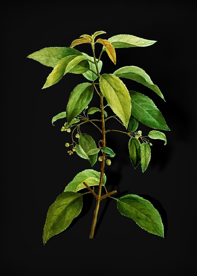 Chilean Wineberry Branch