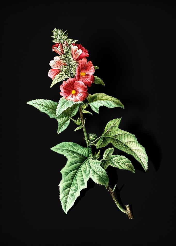 Vintage Tree Mallow