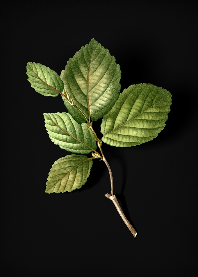 Vintage Witch Hazel