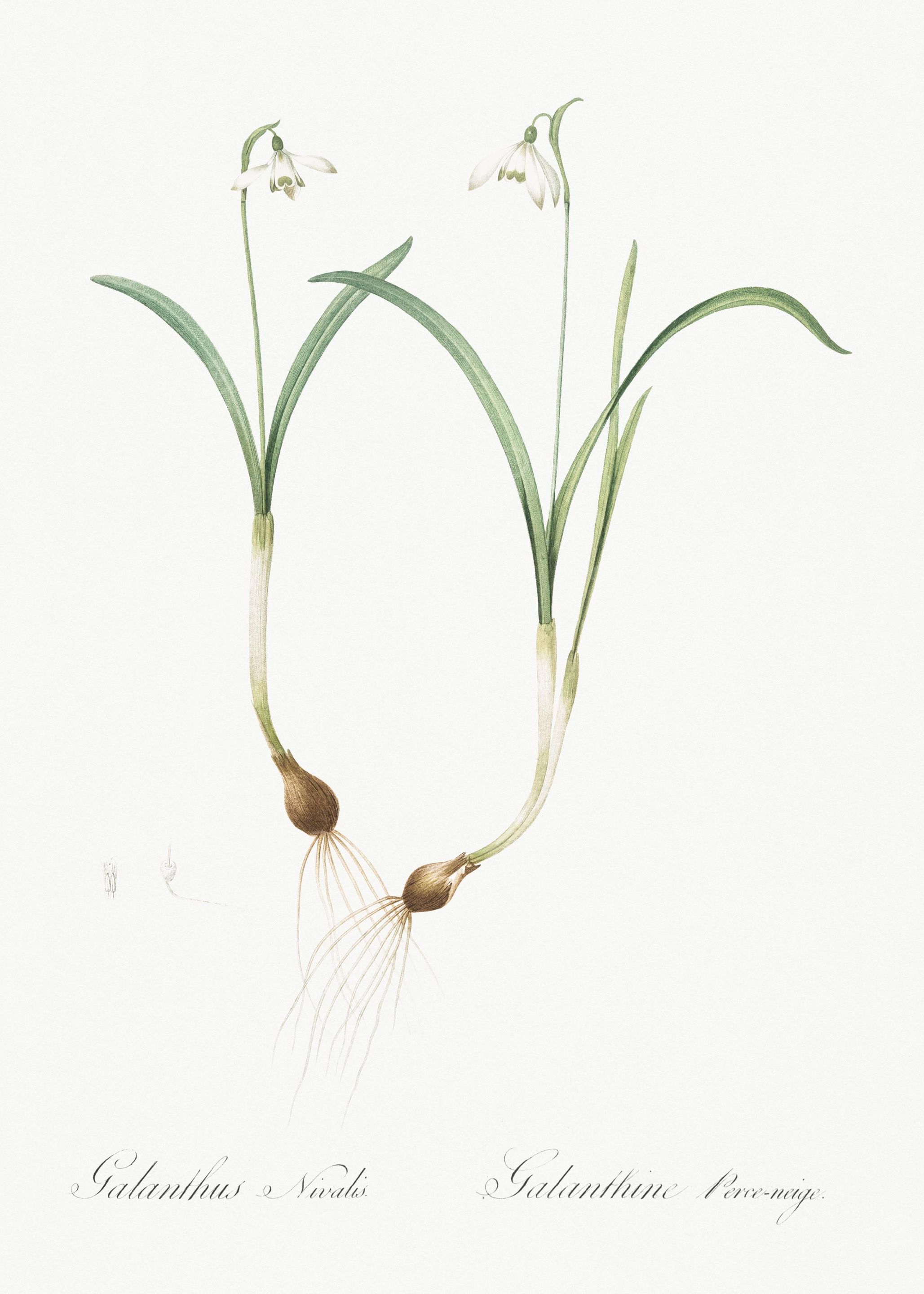 Snowdrop Illustration From