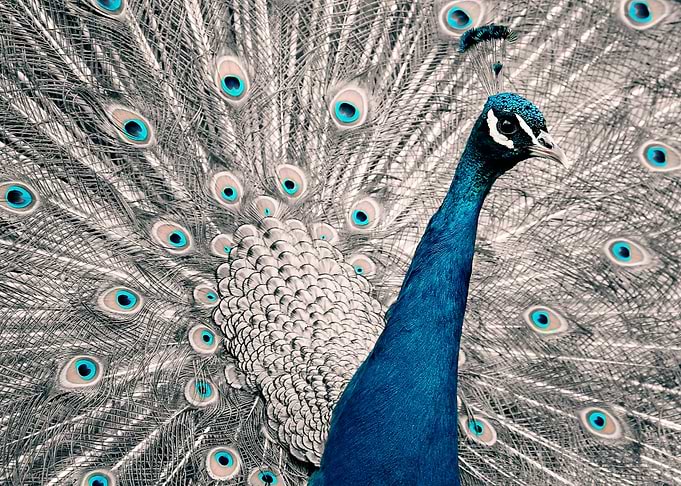 Peacock color poster