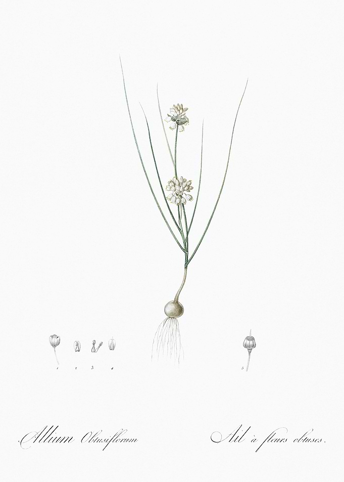 Allium Obtusiflorum Illust