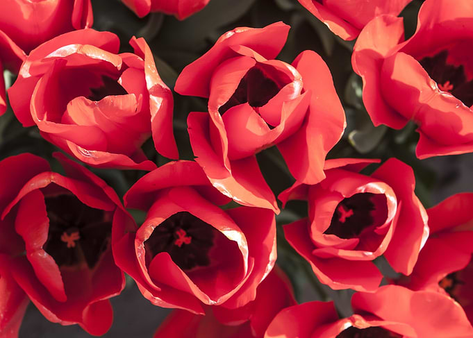 Elegant Red Tulips