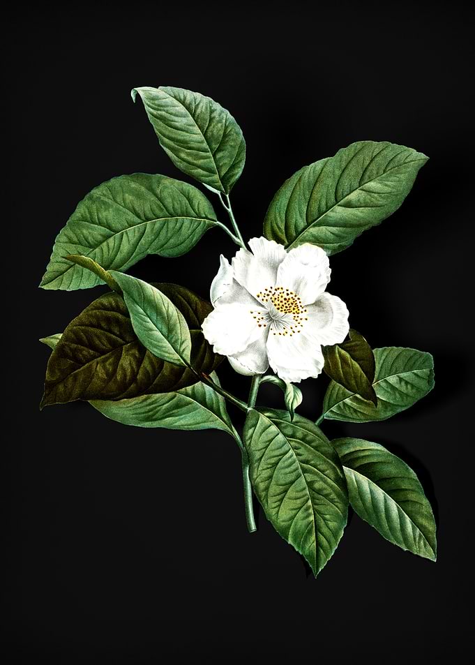 Vintage Stewartia Tree