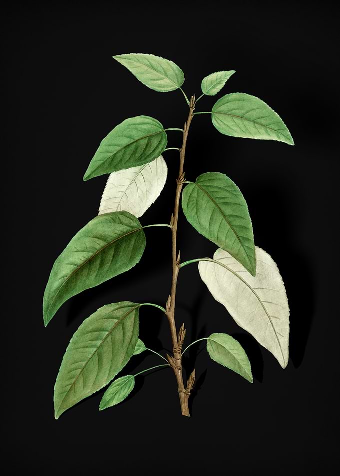 Balsam Poplar Leaves