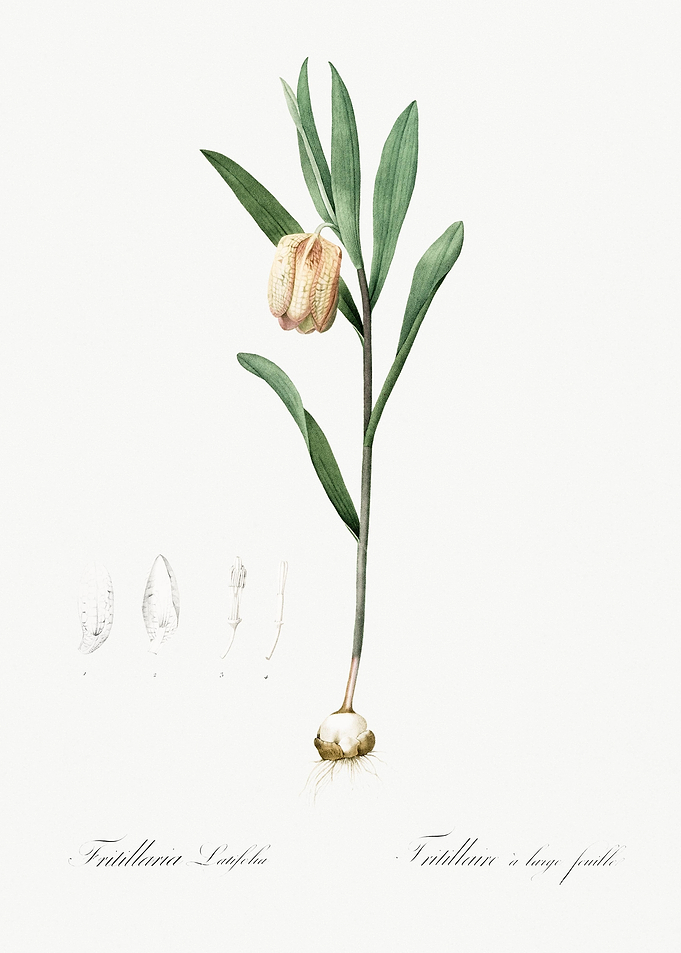 Fritillaria Latifolia Illu