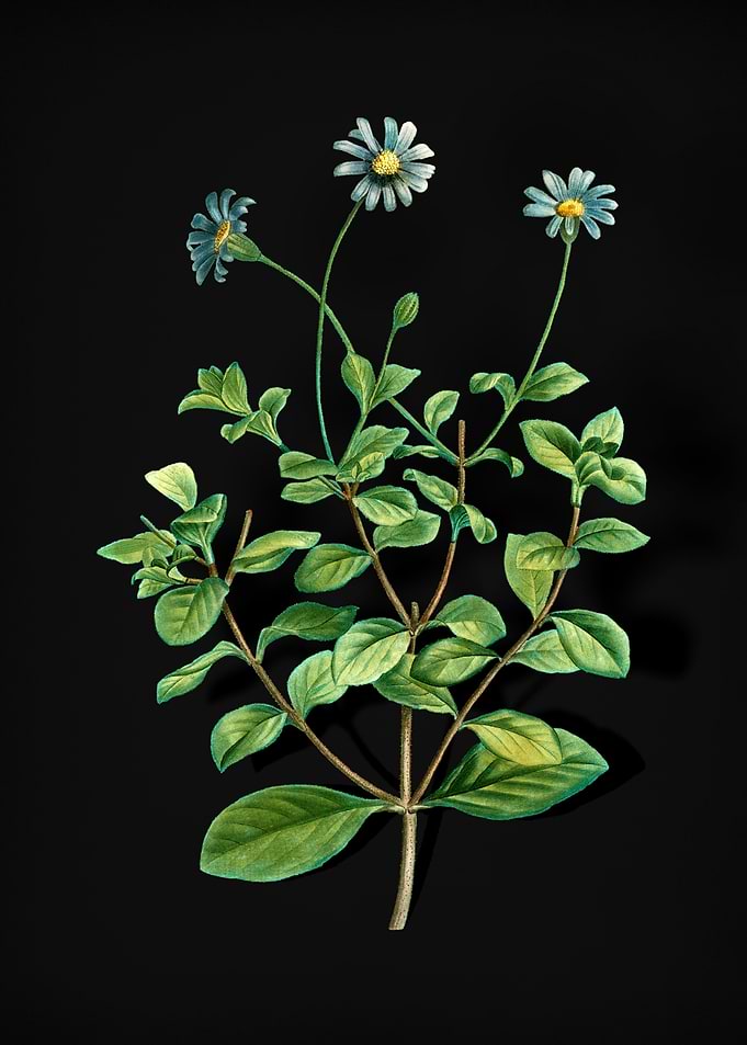 Blue Marguerite Plant