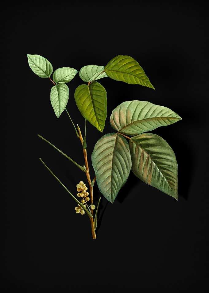 Vintage Eastern Poison Ivy