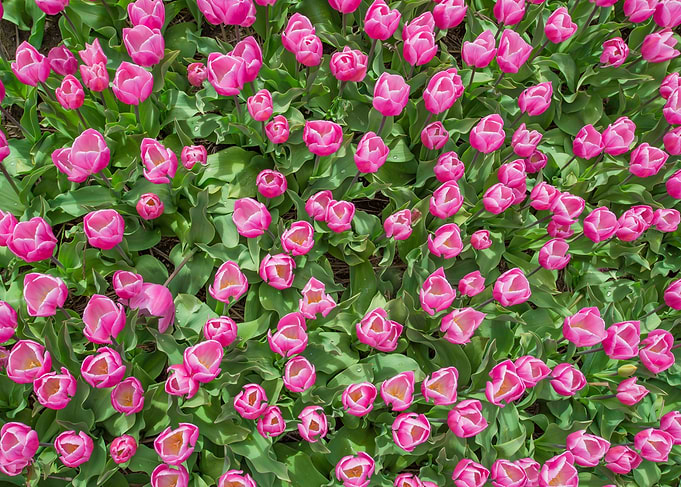 Little Pink Tulips