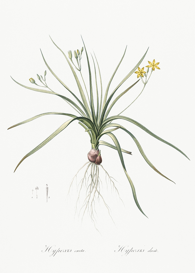 Common Goldstar Illustrati