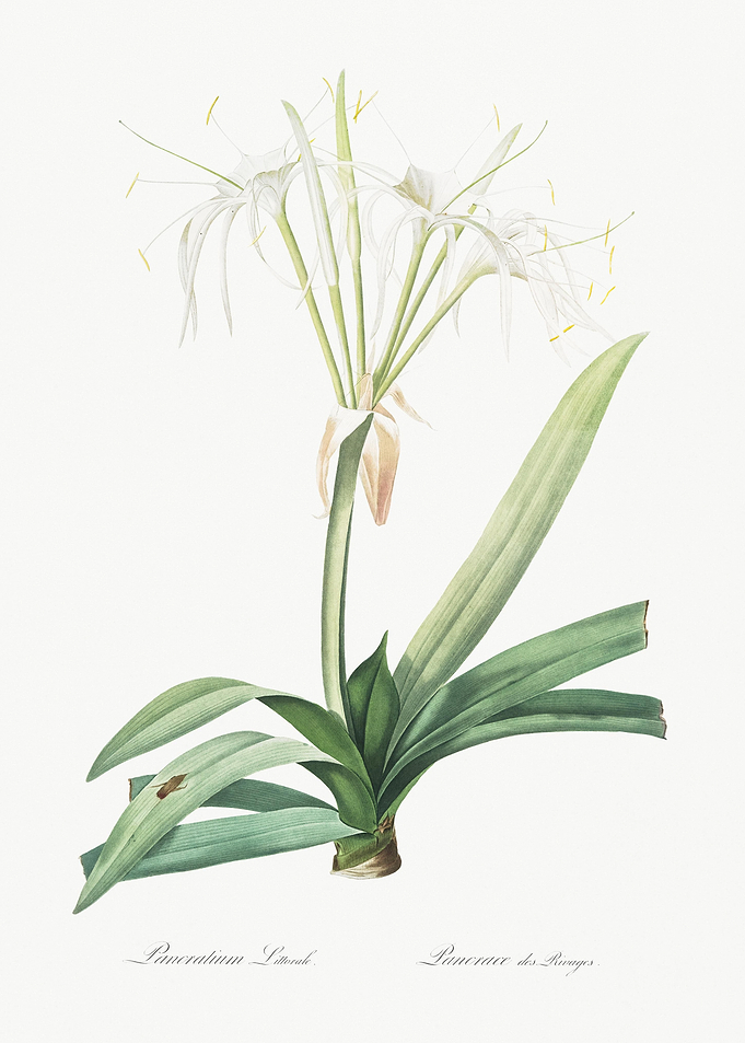 Pancratium Littorale Illus