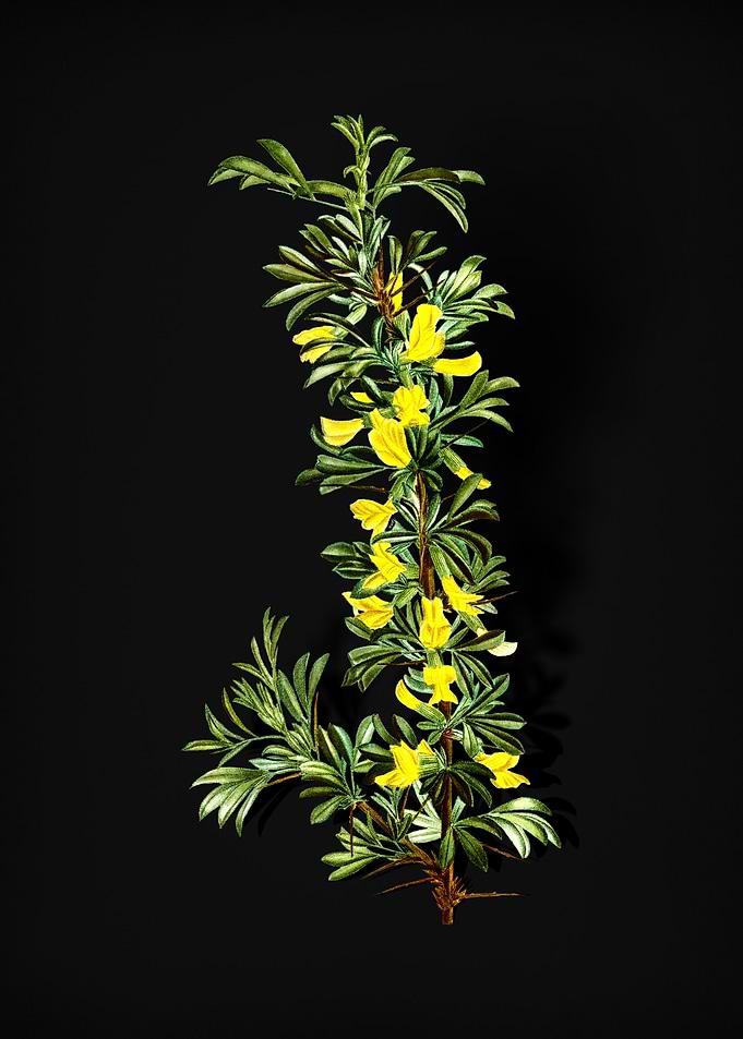 Vintage Caragana Spinosa