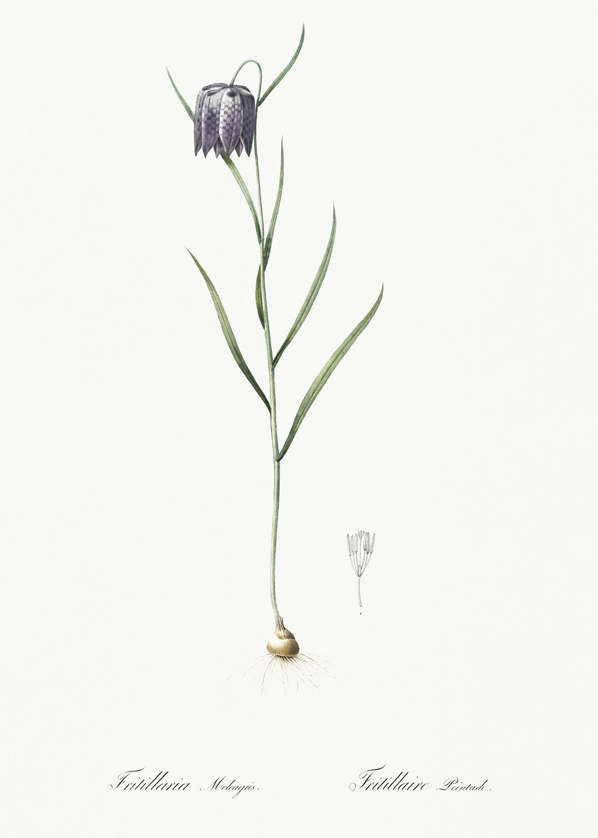Chess Flower Illustration