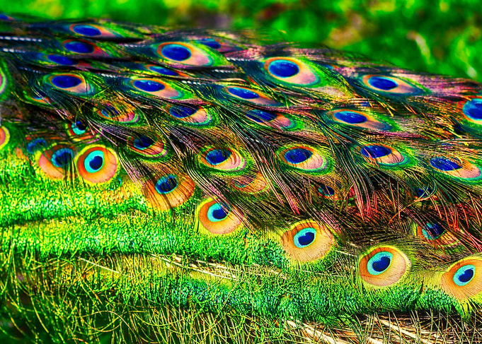 Beautiful peacock portrait