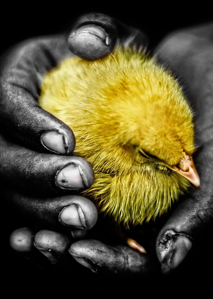 Chick on hands poster
