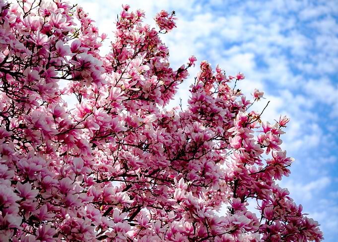 Sweet Pink Magnolia