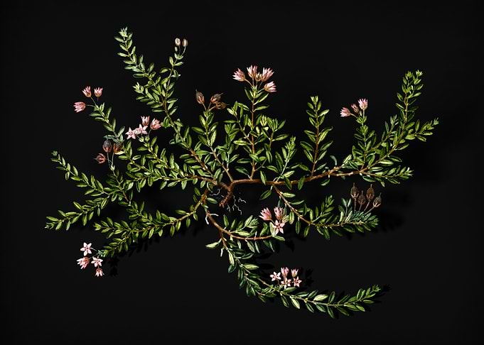 Alpine Azalea