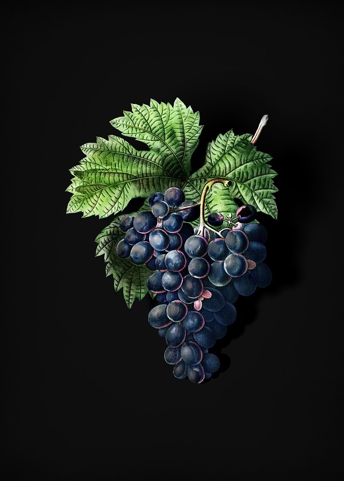 Vintage Grape Vine