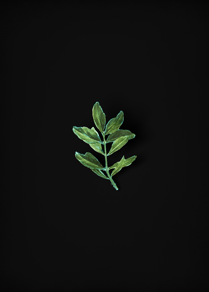 Buxus Colchica Twig