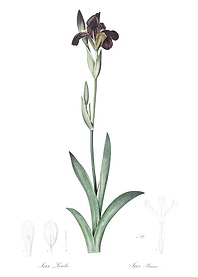 Dingy Flag Iris Illustrati